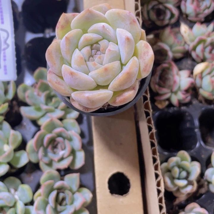 精品4号福利多肉植物