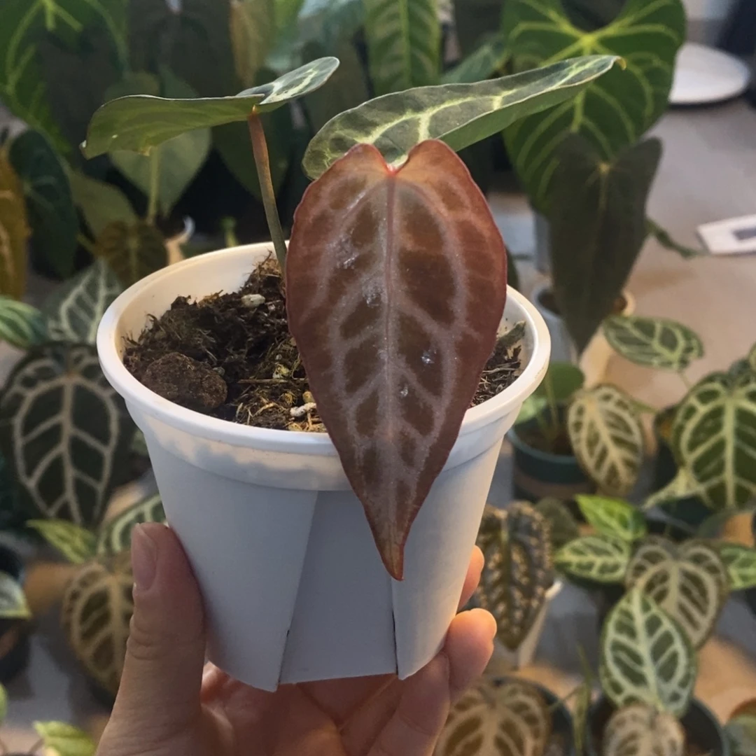 无花朵001 辐射纹杂小钻石