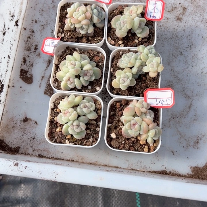 小布丁一物一拍专拍的