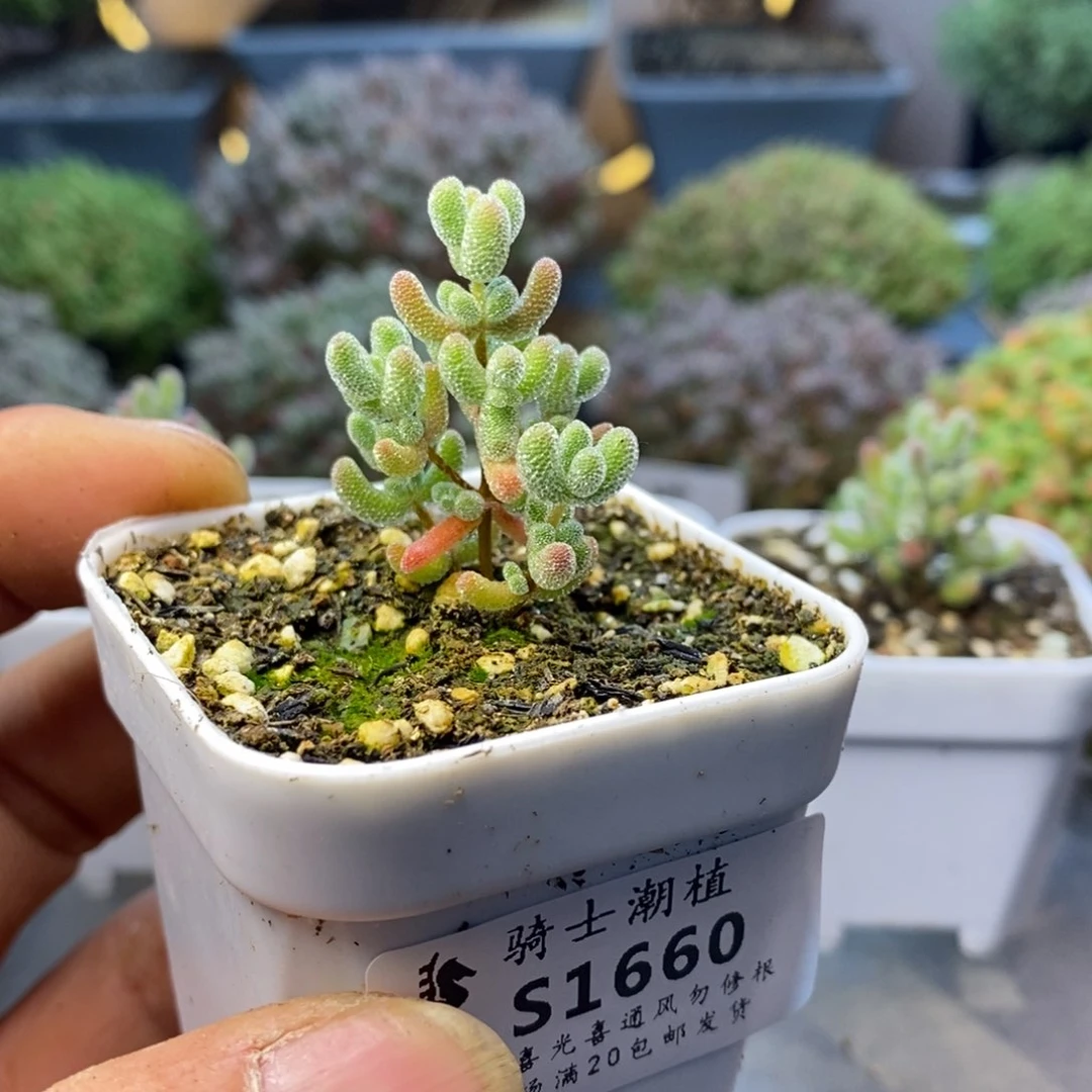 张*航1660实生精控冰晶