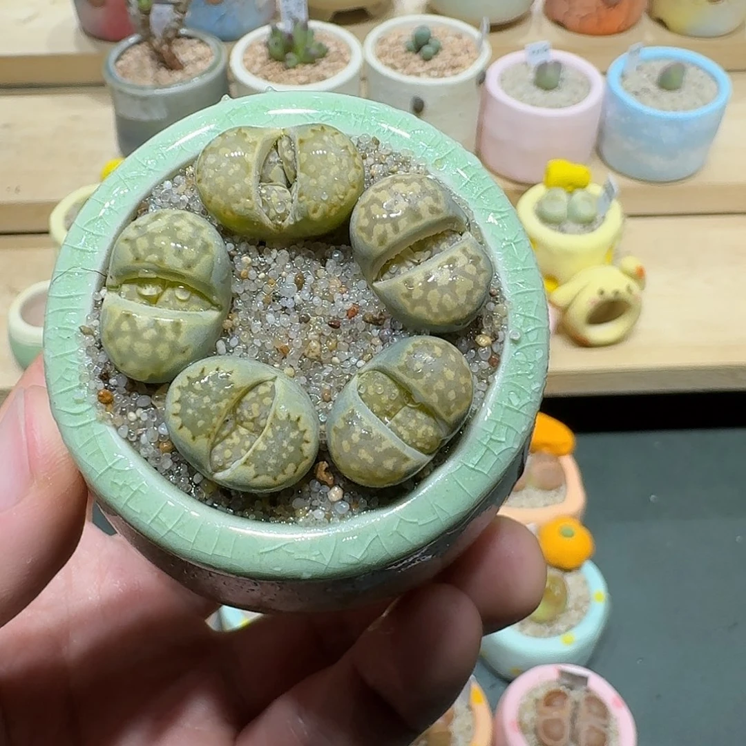 红陶蘑菇226绿饼