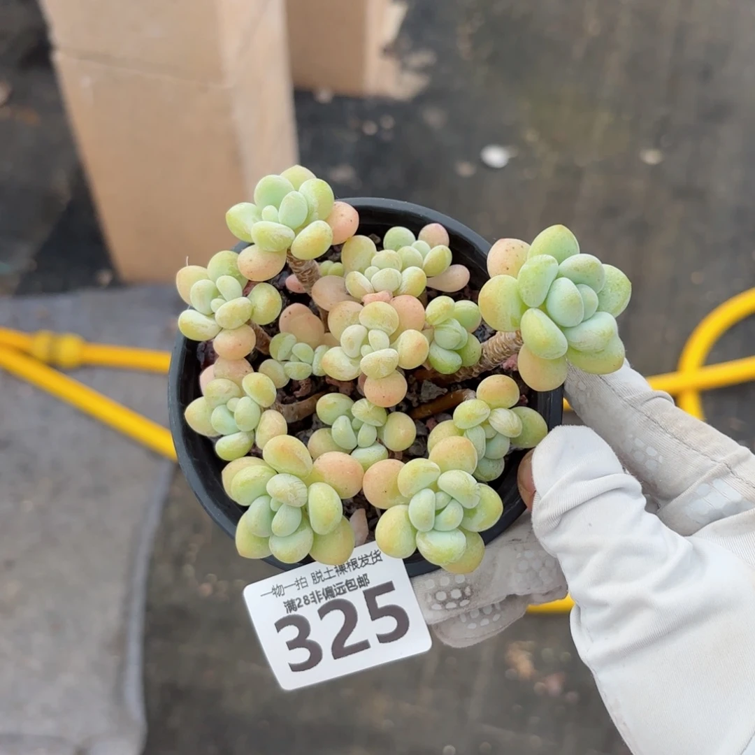 奶白糖老桩无盆土发货