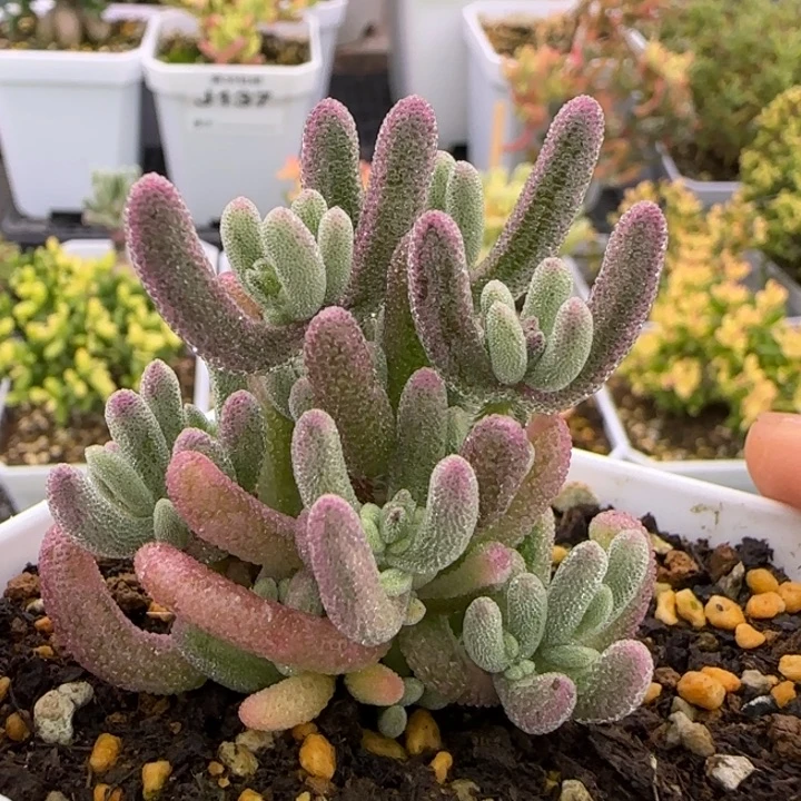 138-超紫带拉丝植物枝干