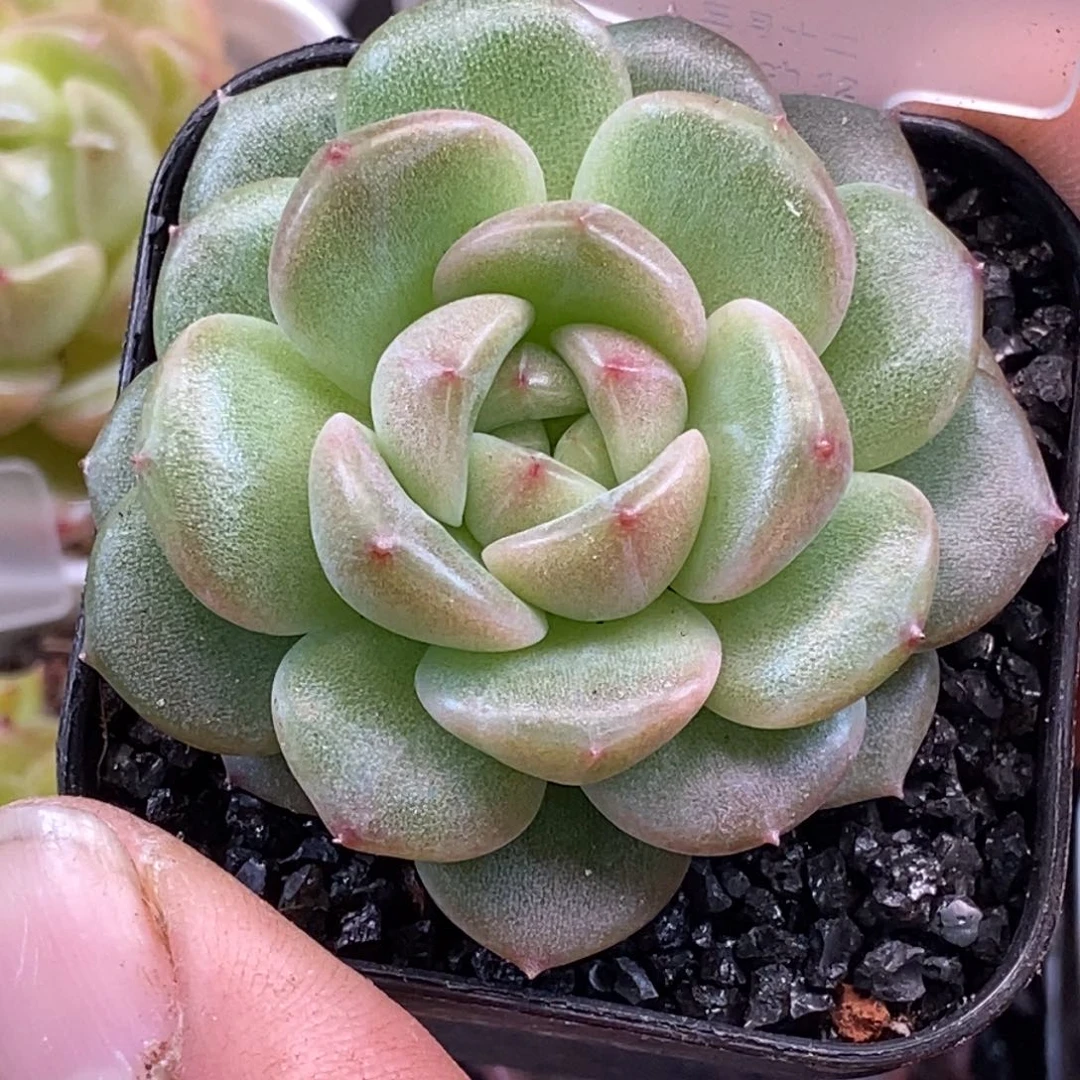 天官赐福百无禁忌