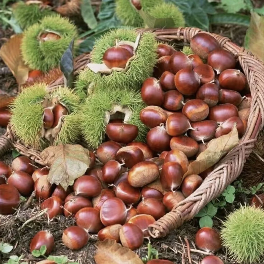 贵州老树新鲜板栗