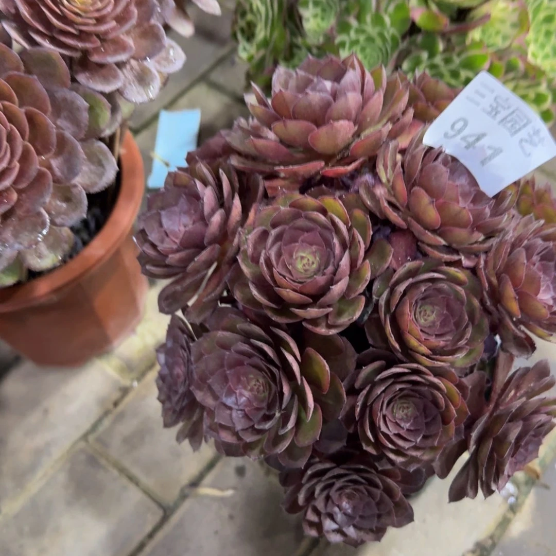 多肉植物941桃花石