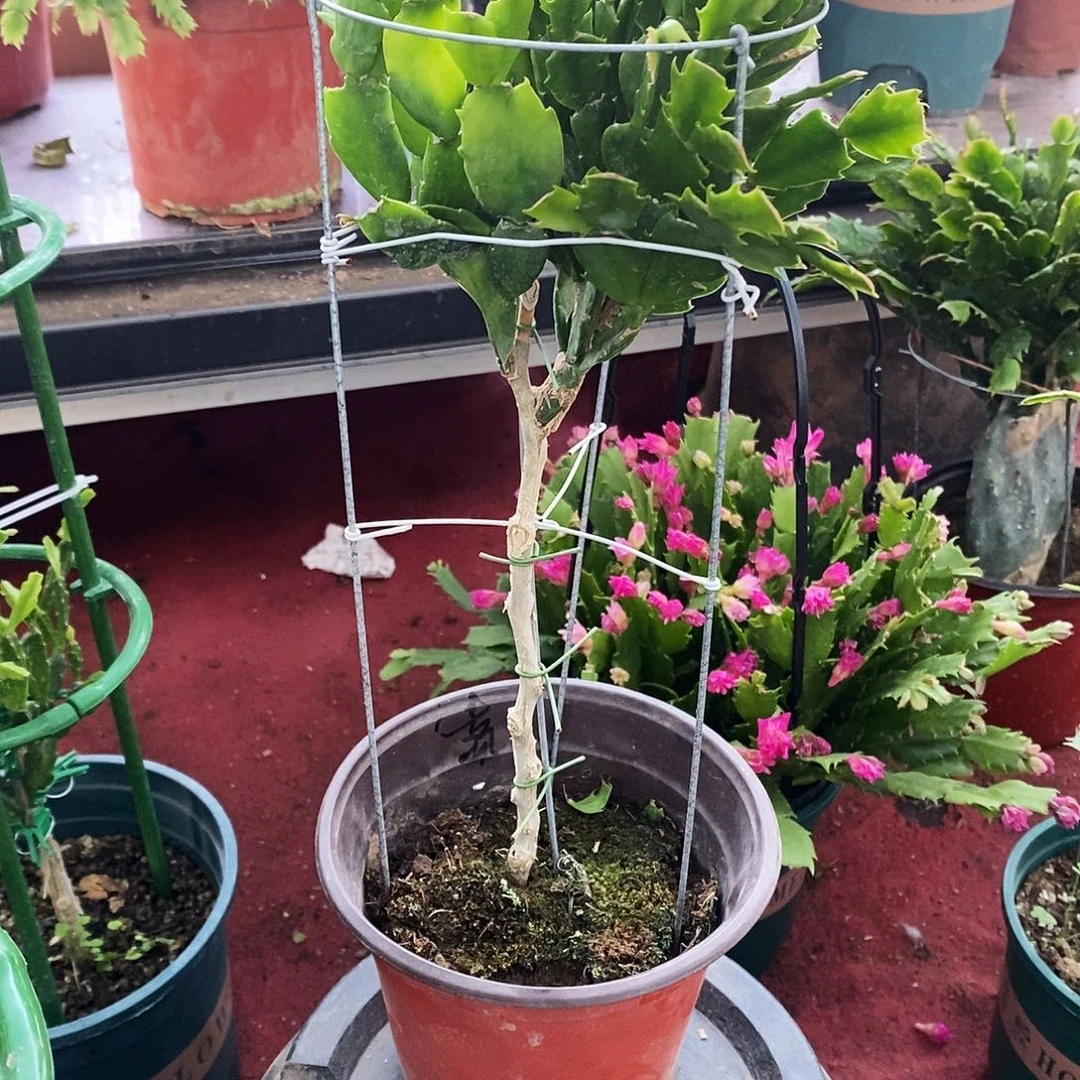 斗***酒无花朵福利款双色