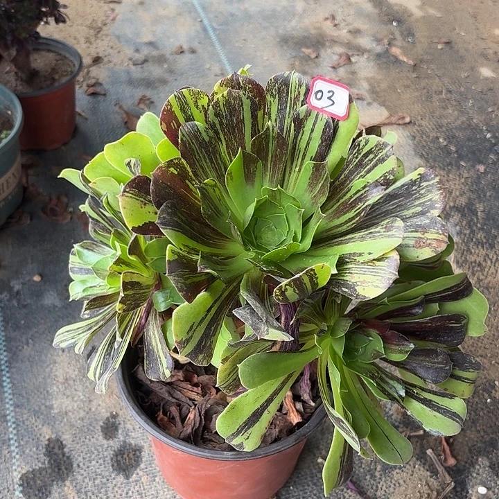 欧若拉变异大花脸03多肉