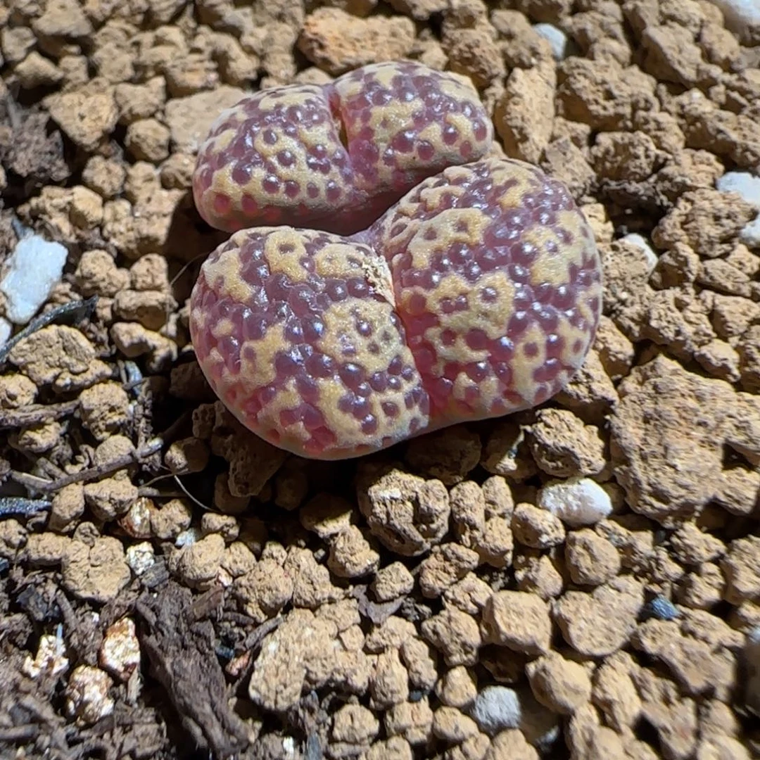 肉锥多肉植物组合-泡泡勋173