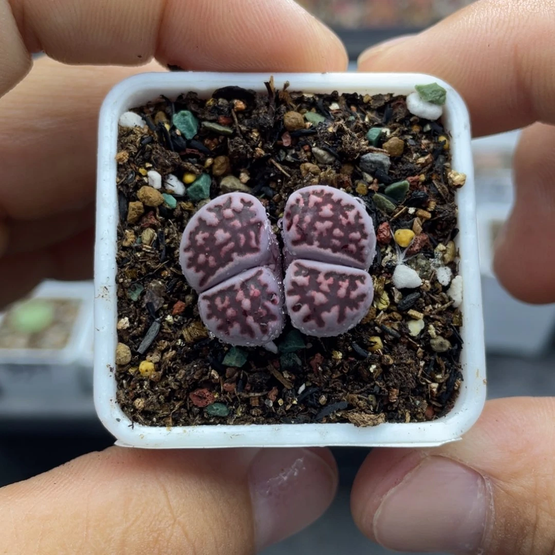 000000000000000000323