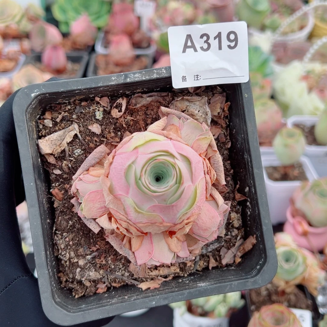 王***婷319蜜桃仙子大老桩群。  一物一拍