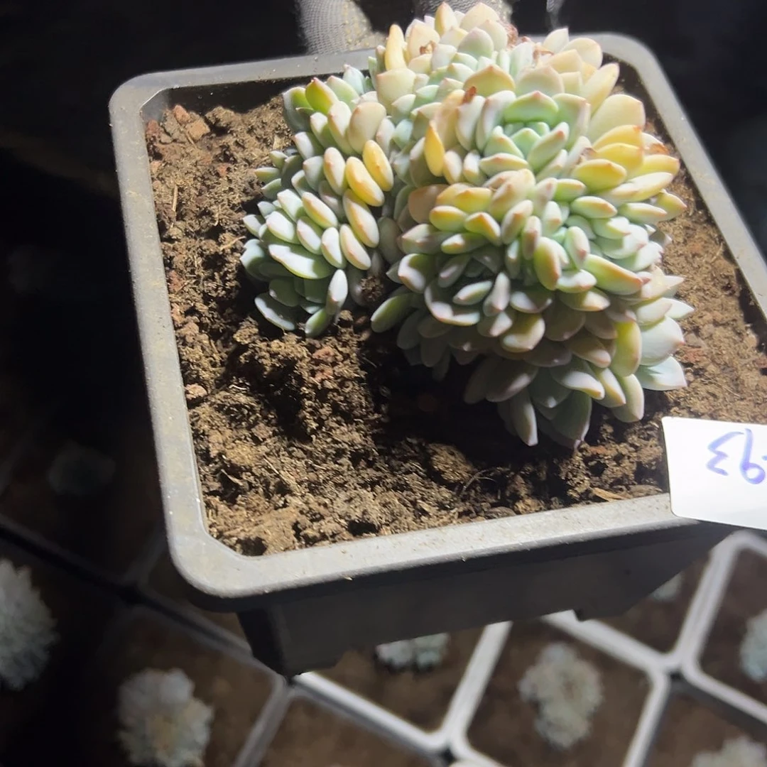 瑋**i311-93梦之雪缀化多肉寄养