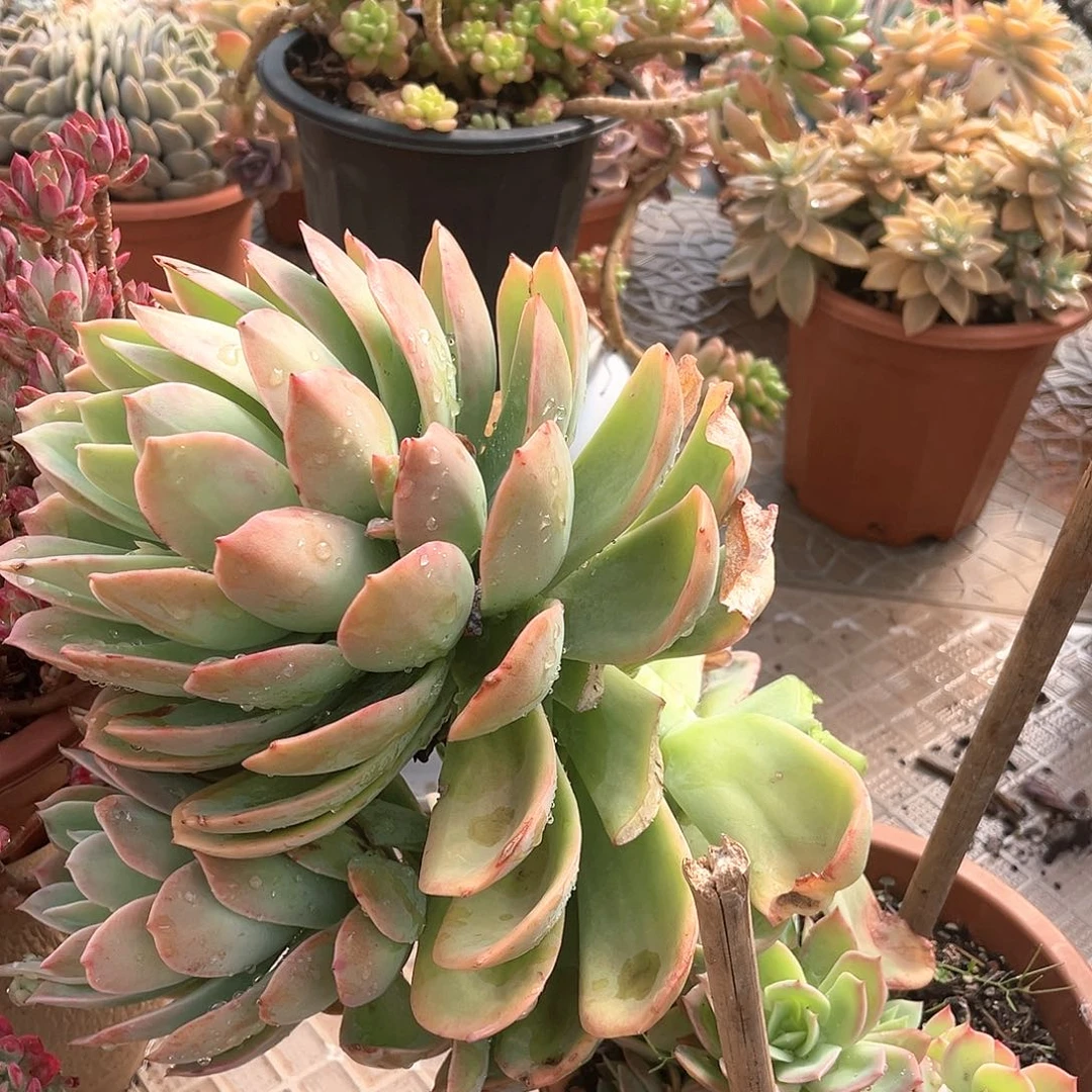 静*乔伊仙子群10032