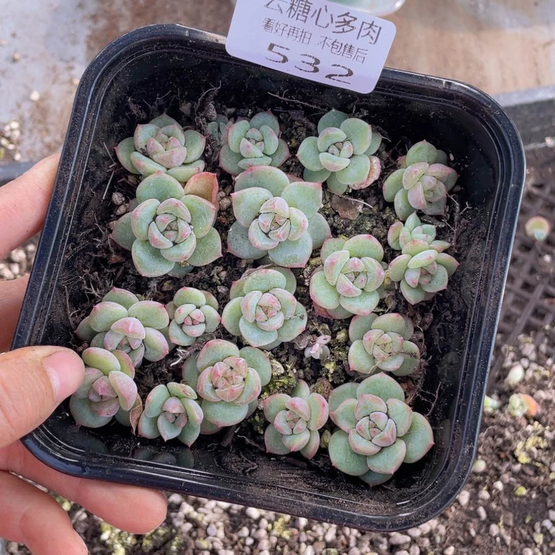 糕大上多肉植物532