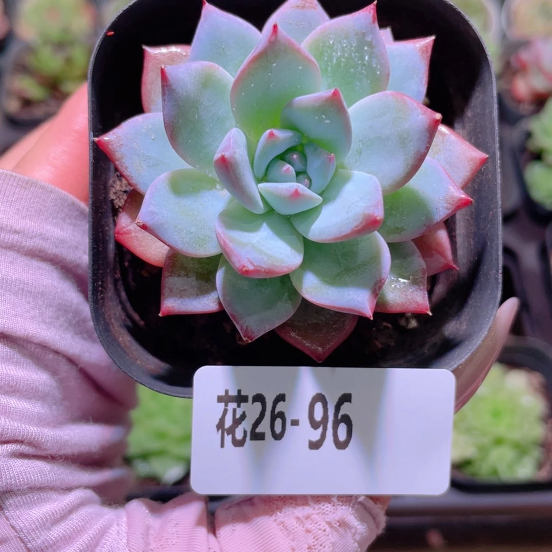 花利美26-96粉蓝鸟