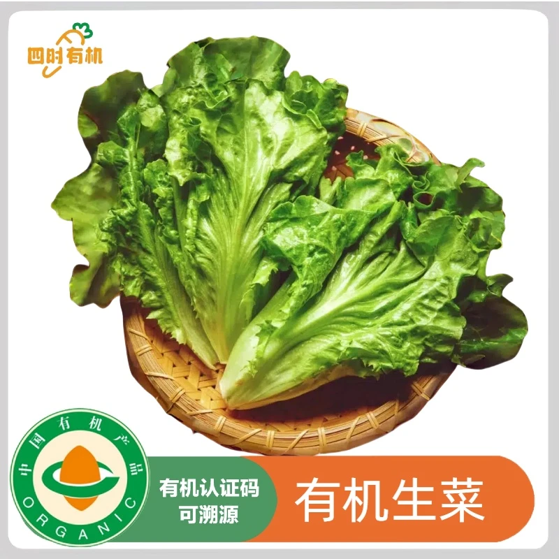 3斤有机意大利生菜，现摘现发健康美味沙拉菜包肉菜无农残有机认证