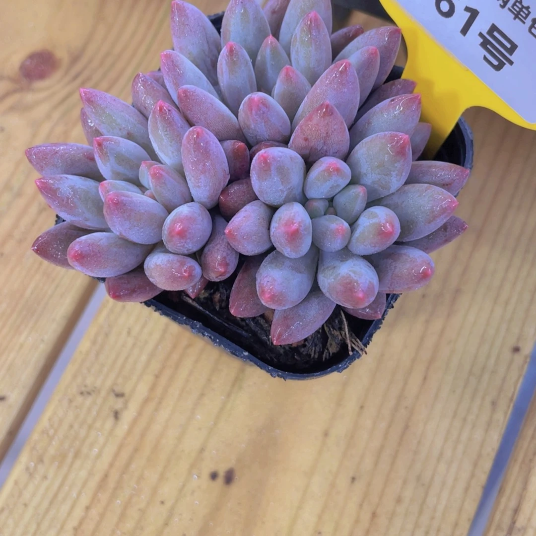 361号 丸叶车厘子群一个