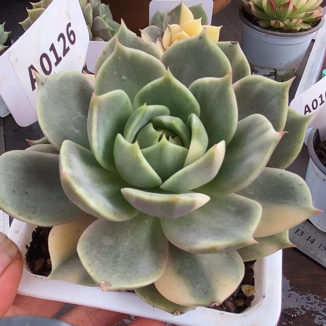 126花脸贝加尔湖高高挂起