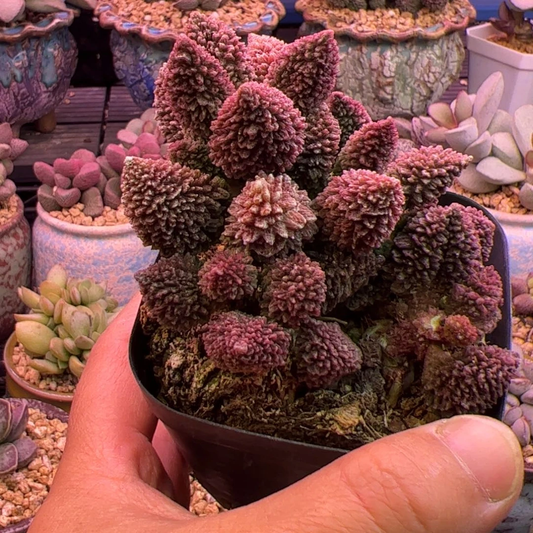 阳***蜜啦啦啦啦啦啦啦啦