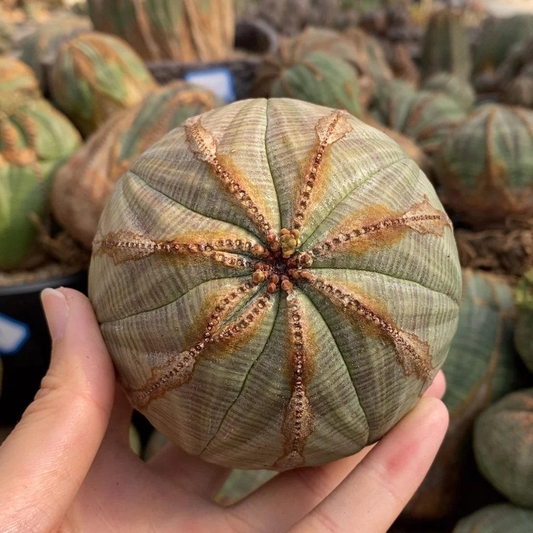 20布纹球精品一物一拍