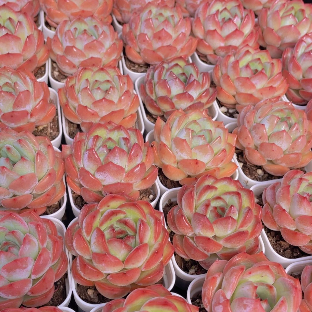 量拍8号 草莓杏仁单头一个