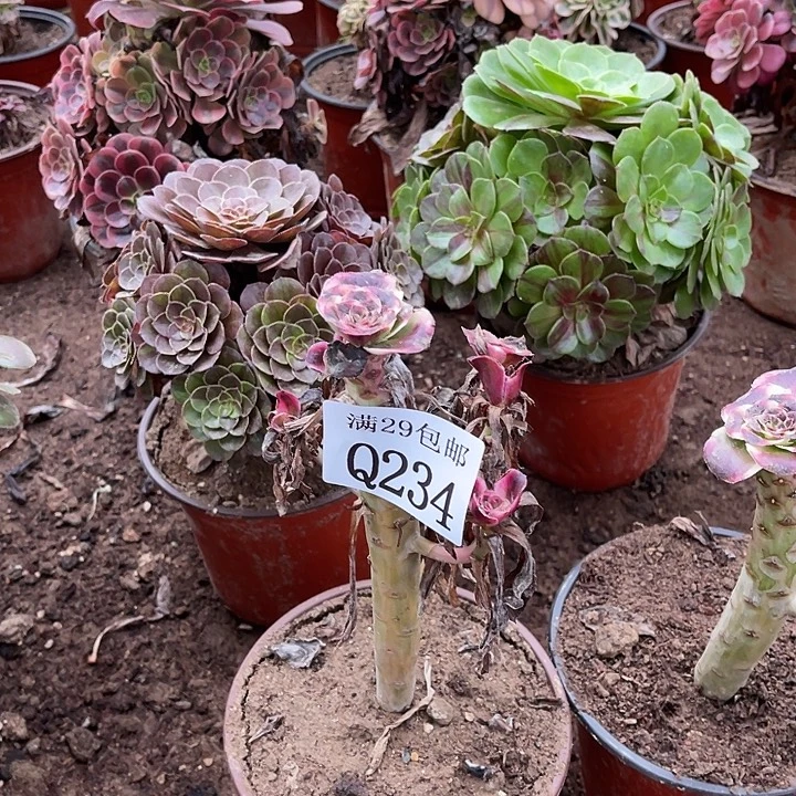 234红魔女多肉植物