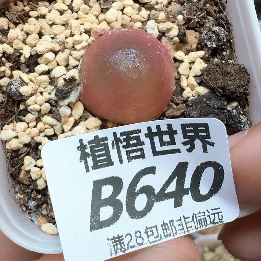 多肉我的植物哇cv