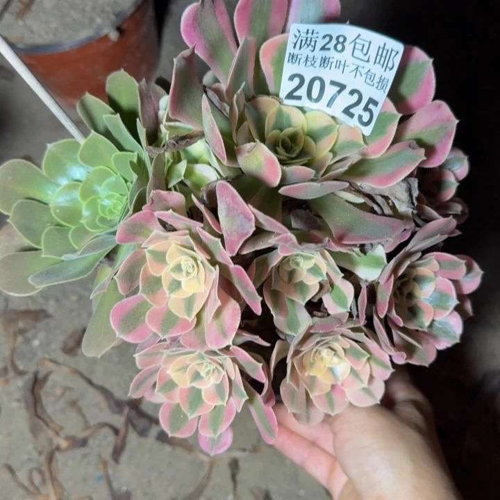 20725女郎多肉植物