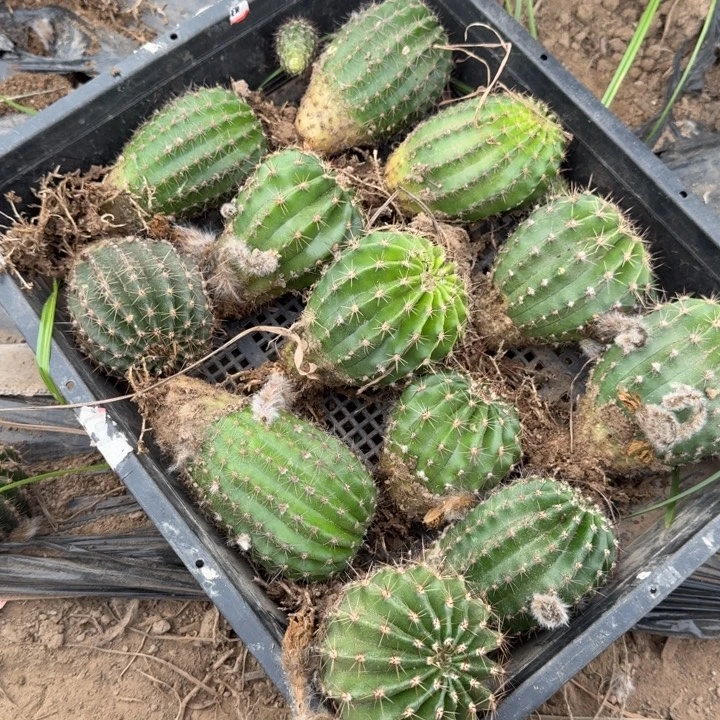 360彩草脱土发货6公分左右一个