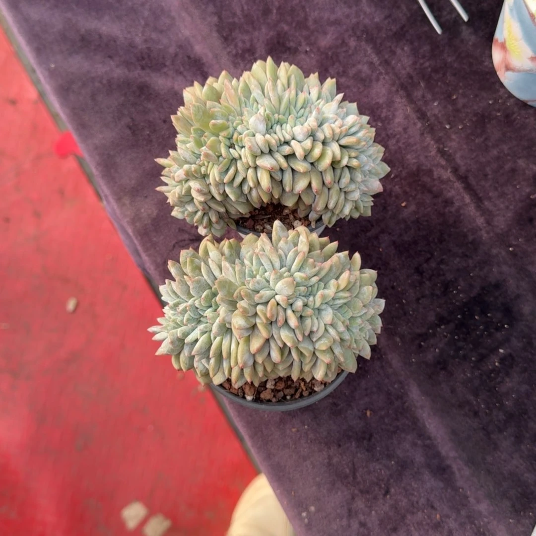 駿*2颗一起一物一拍的