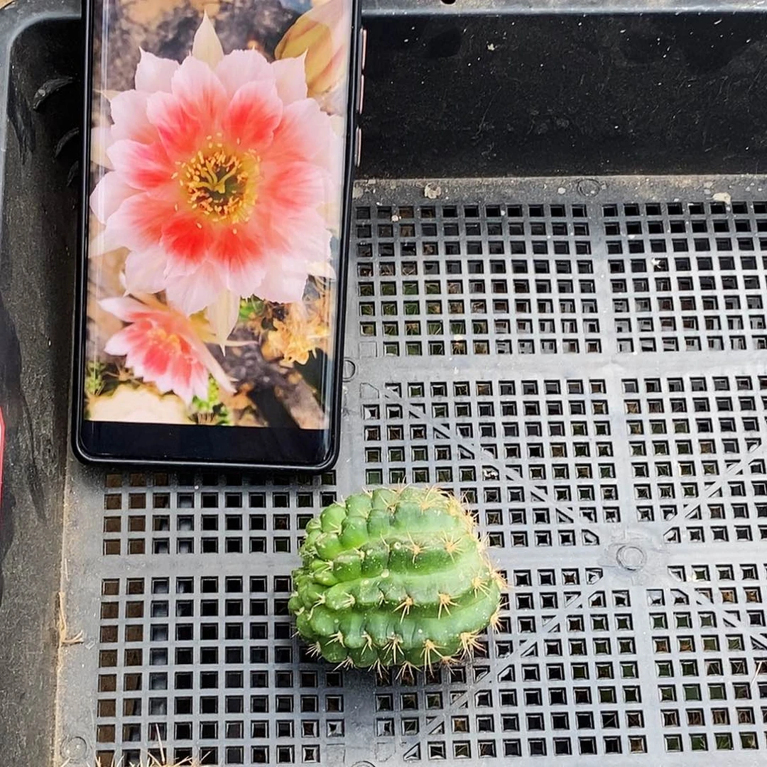 丽甜心侧芽歪20包邮/4公分