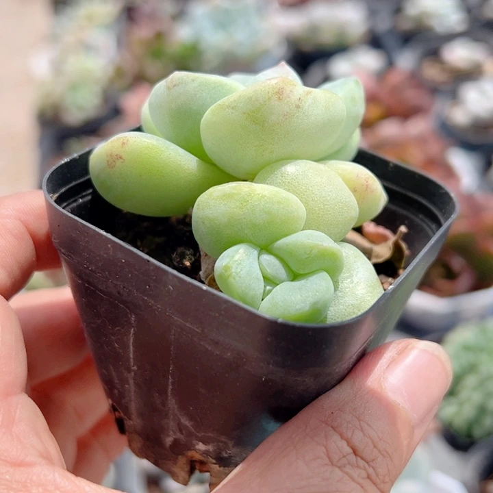 随****冰玉石多肉植物873