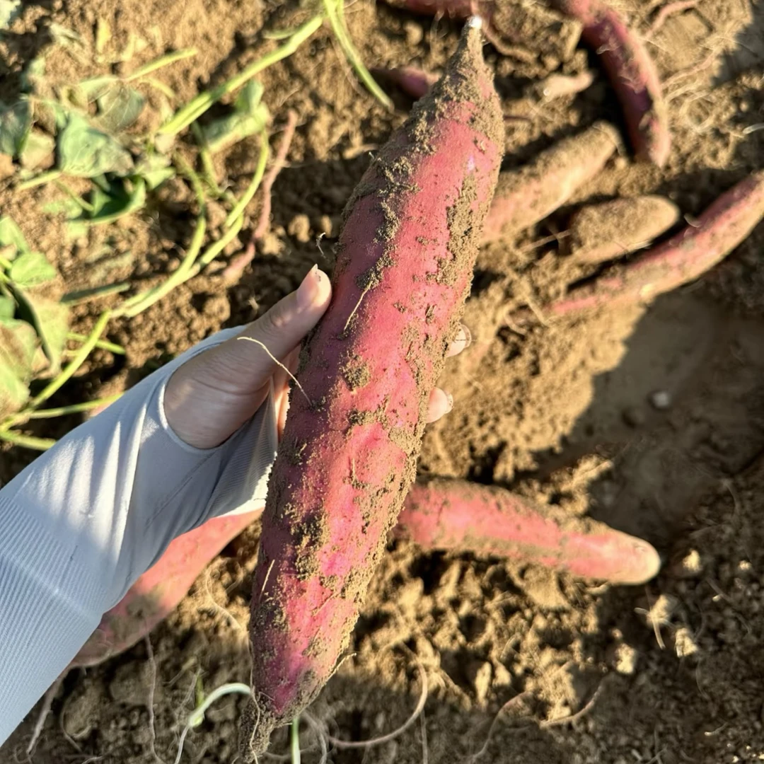 山西红皮黄心蜜心地瓜 带土新鲜现挖 软糯香甜红薯