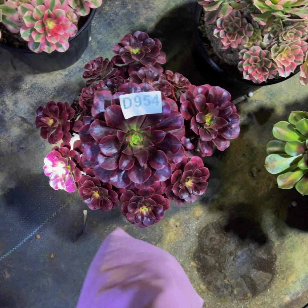 瑶***瑶无花朵美杜莎法师954