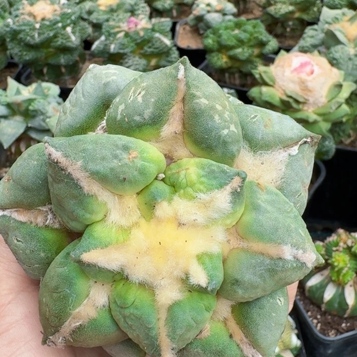 无花朵230青瓷连山牡丹母本10公分