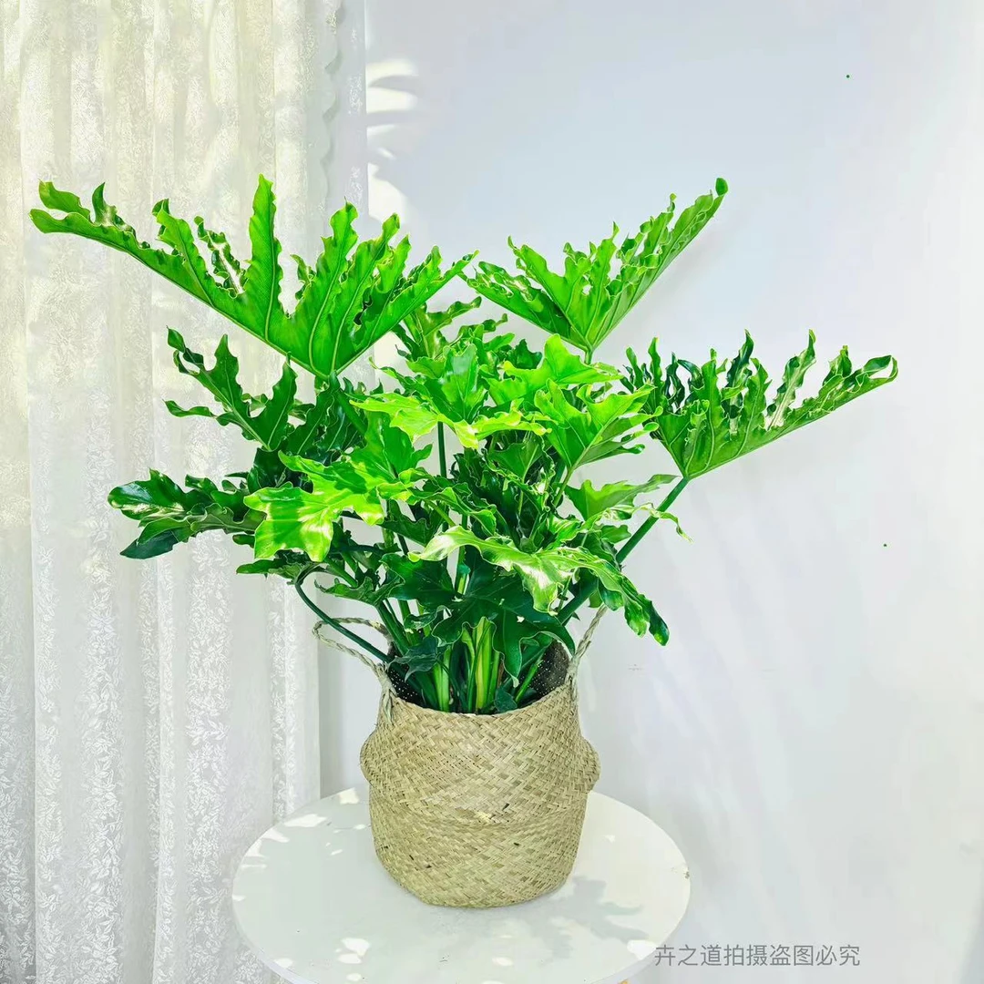 K龙鳞春羽水培春雨净化空气搬家净化空气