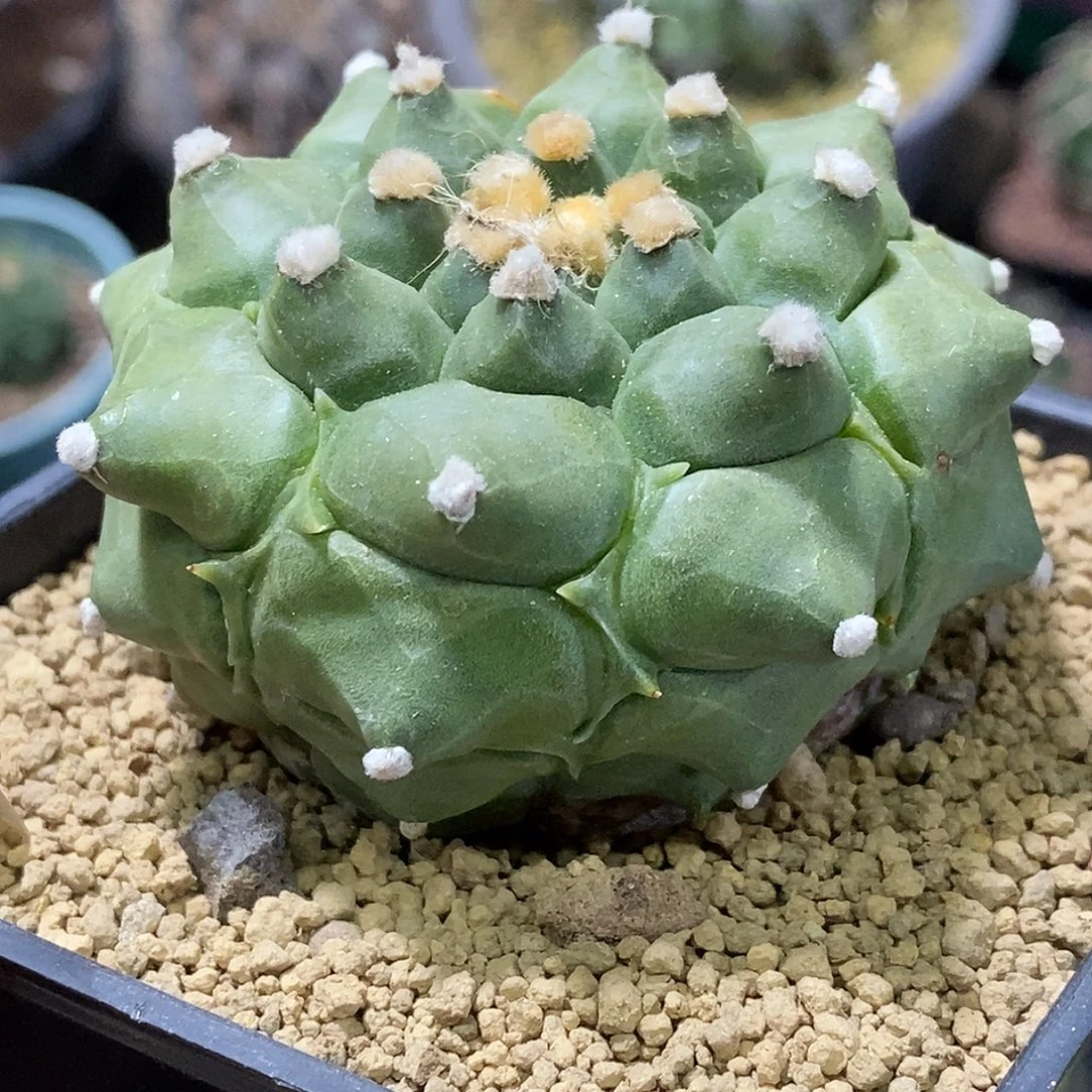 孤品实生特选株鬼面剑尤大圆长尖尤精品角尤兜6.3cm