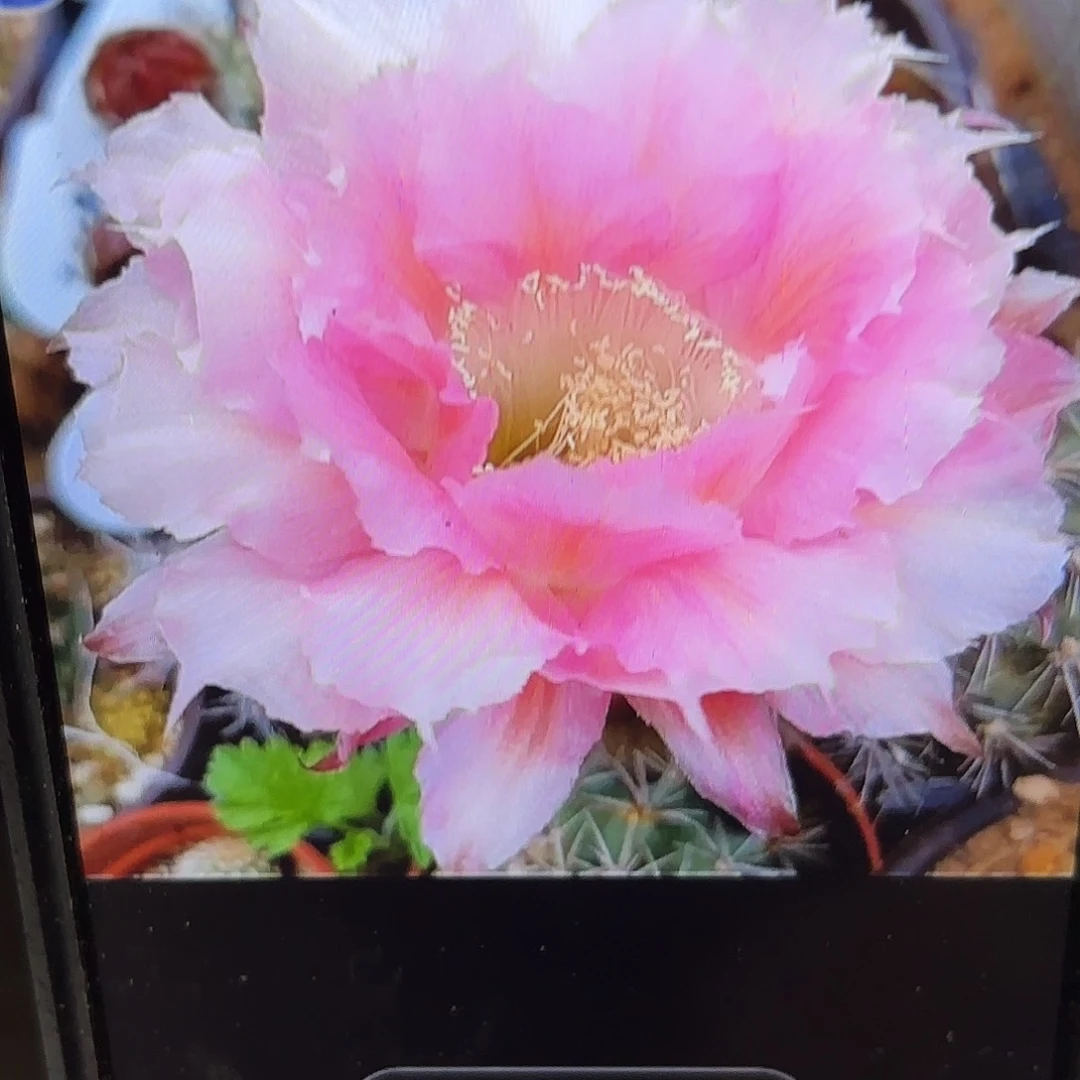 洛桑彩侧牙20包邮58