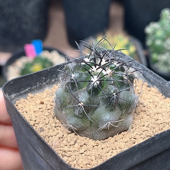 无花朵实生龙爪球一颗