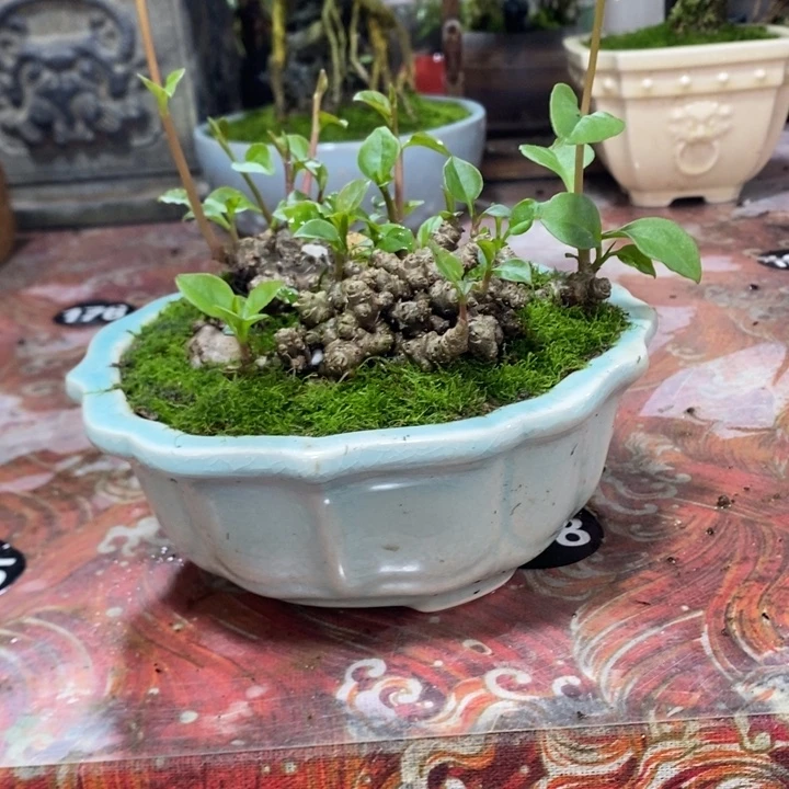 ****露无花朵退款拉黑拉黑50