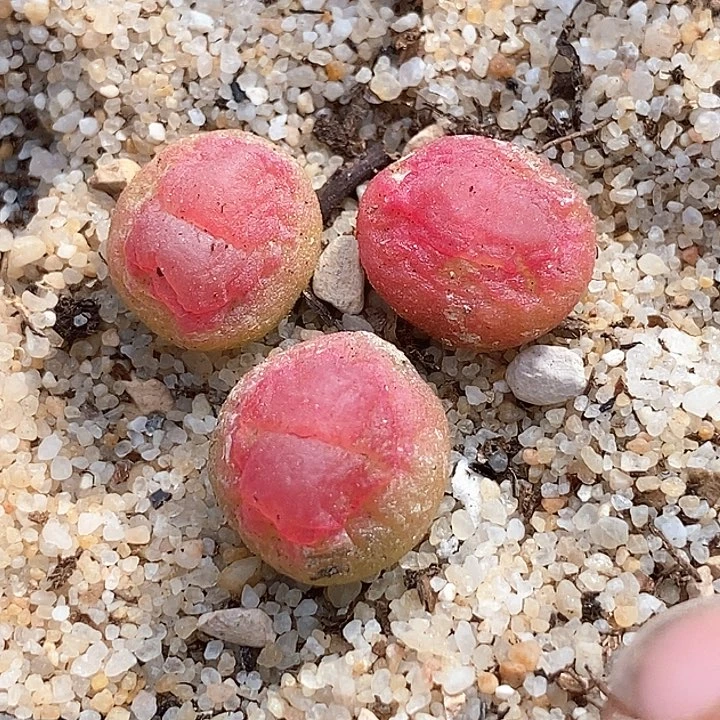 过*25563拉登一组