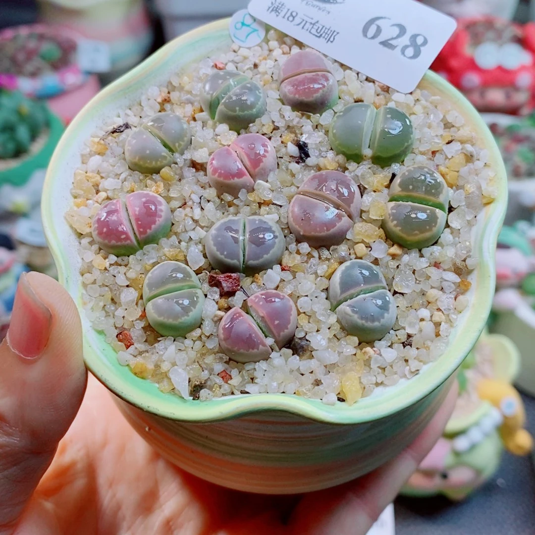 生石花花花花花花花花628