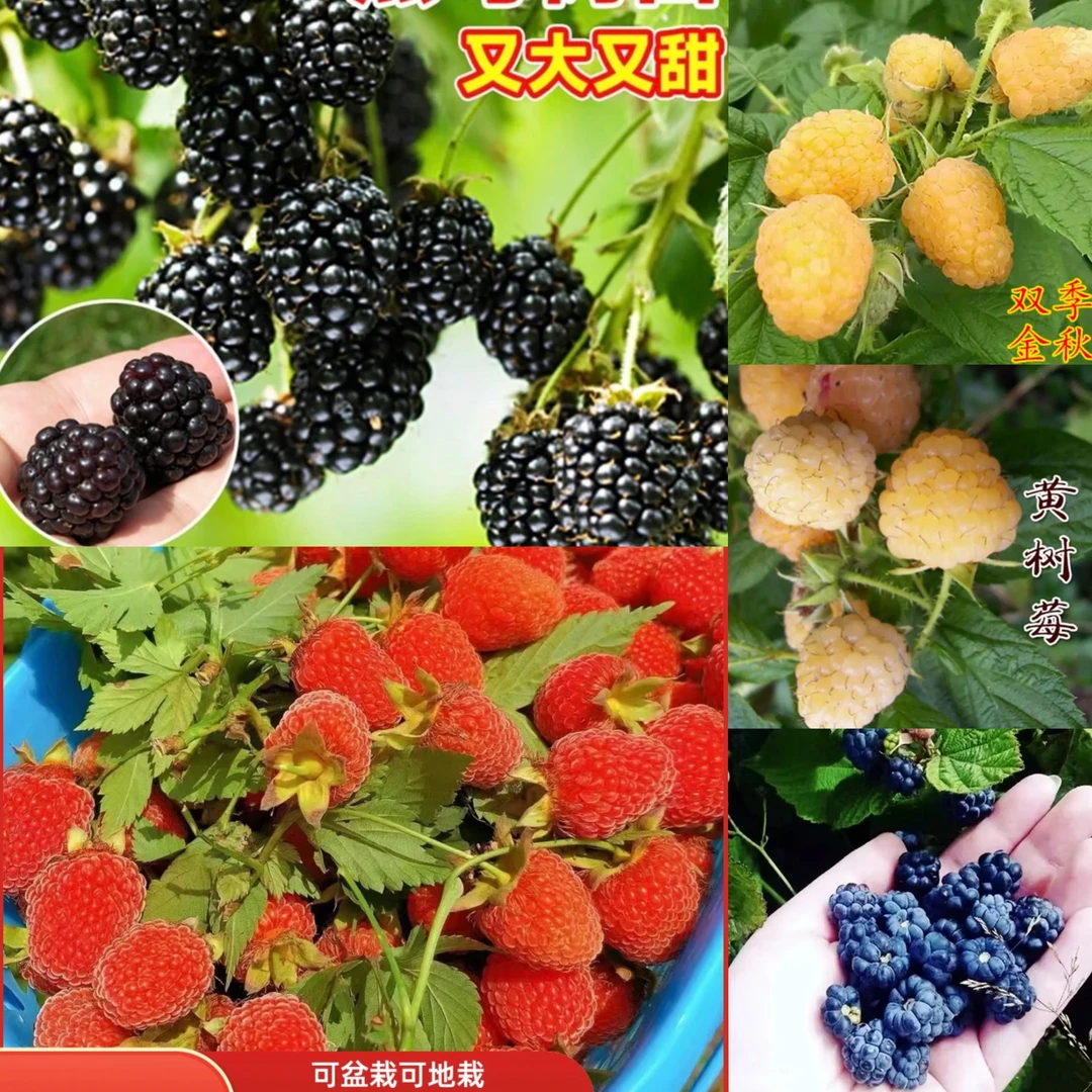 t多品种树莓树苗抗寒耐热盆栽适合南北方树莓果树苗种植