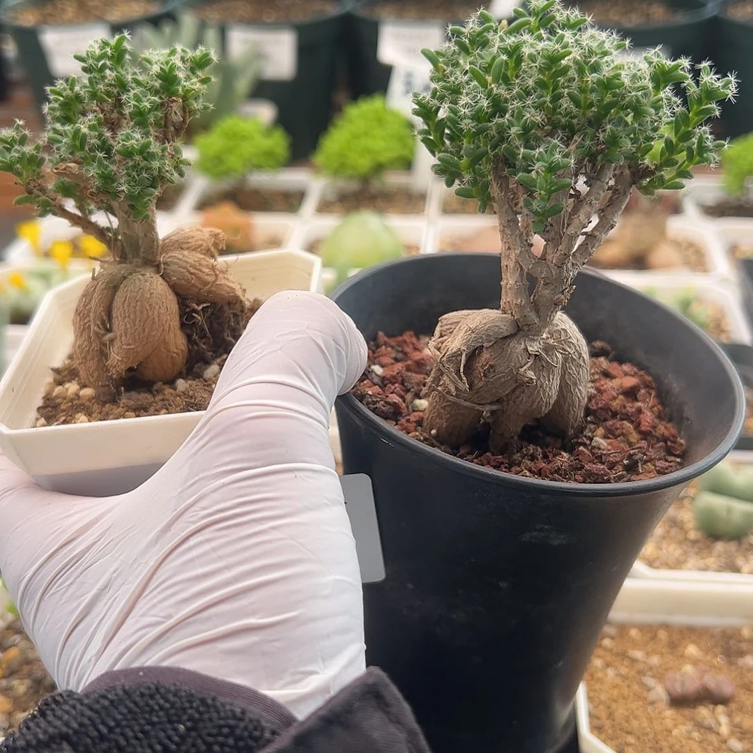 D****妍132号姬红小送10.23多肉