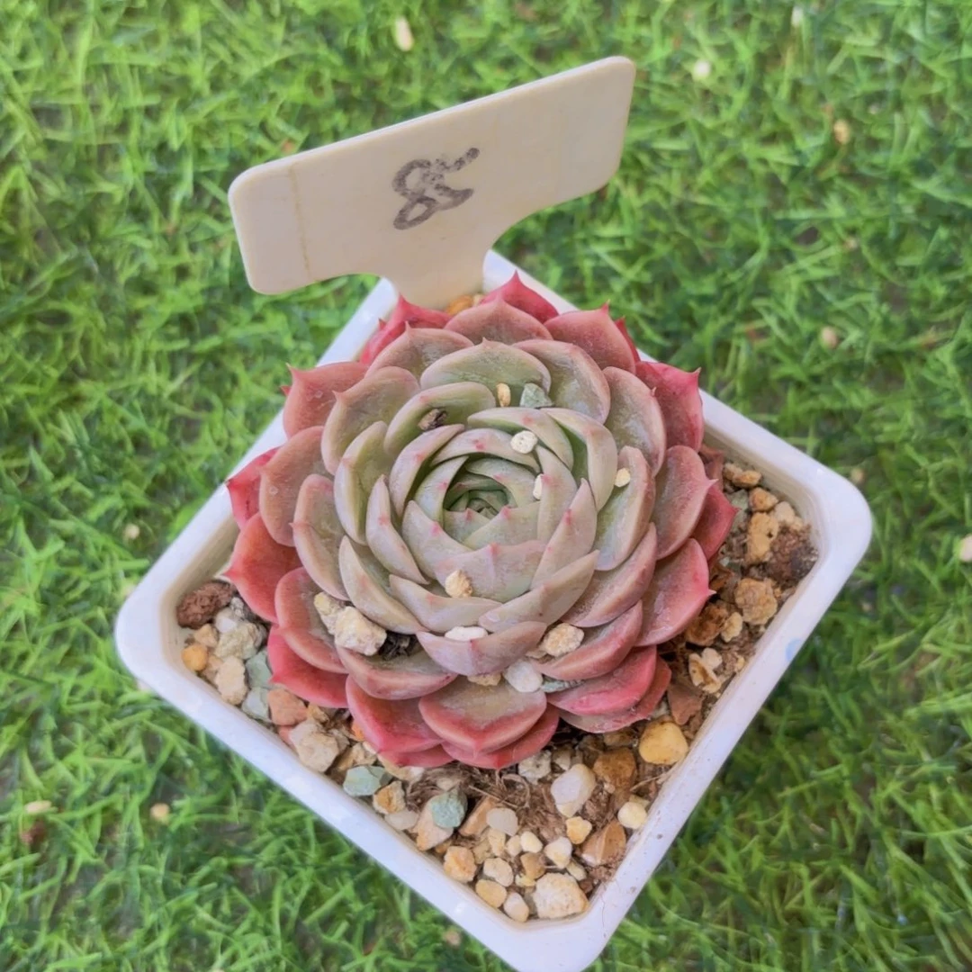 猫***人云南金致家精品多肉