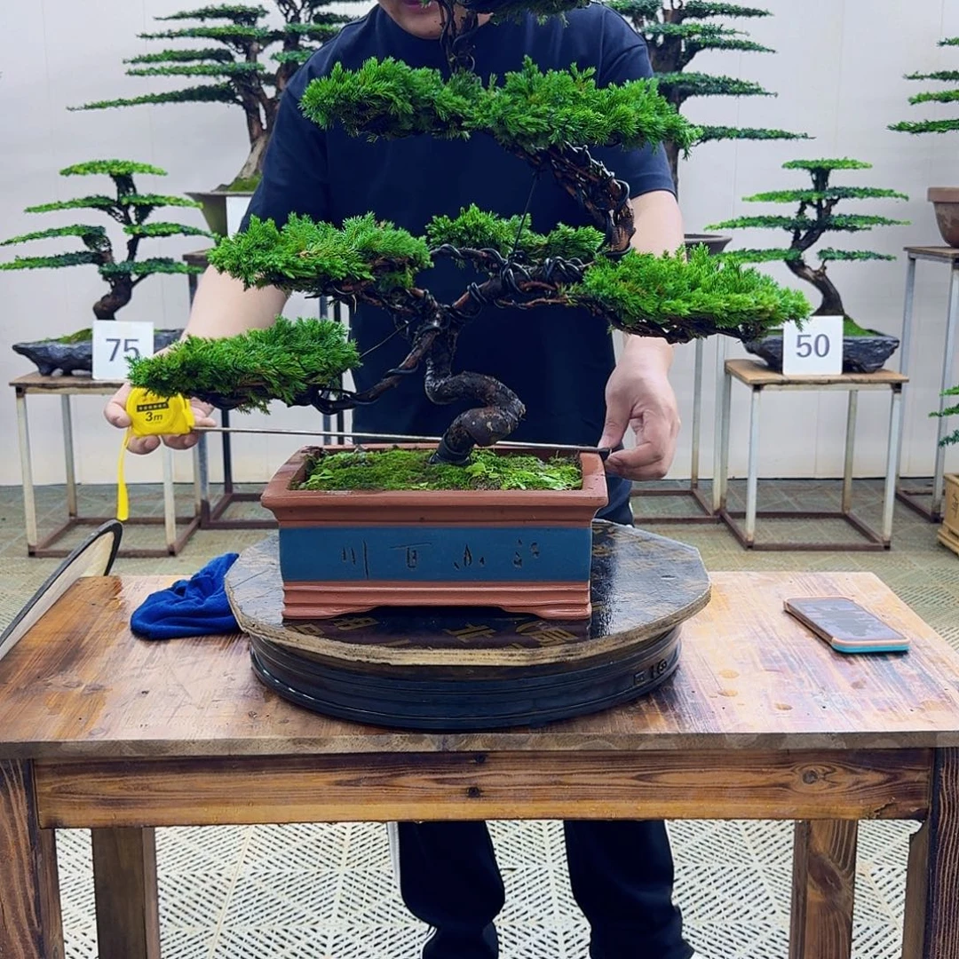 无花朵柏树造型盆景