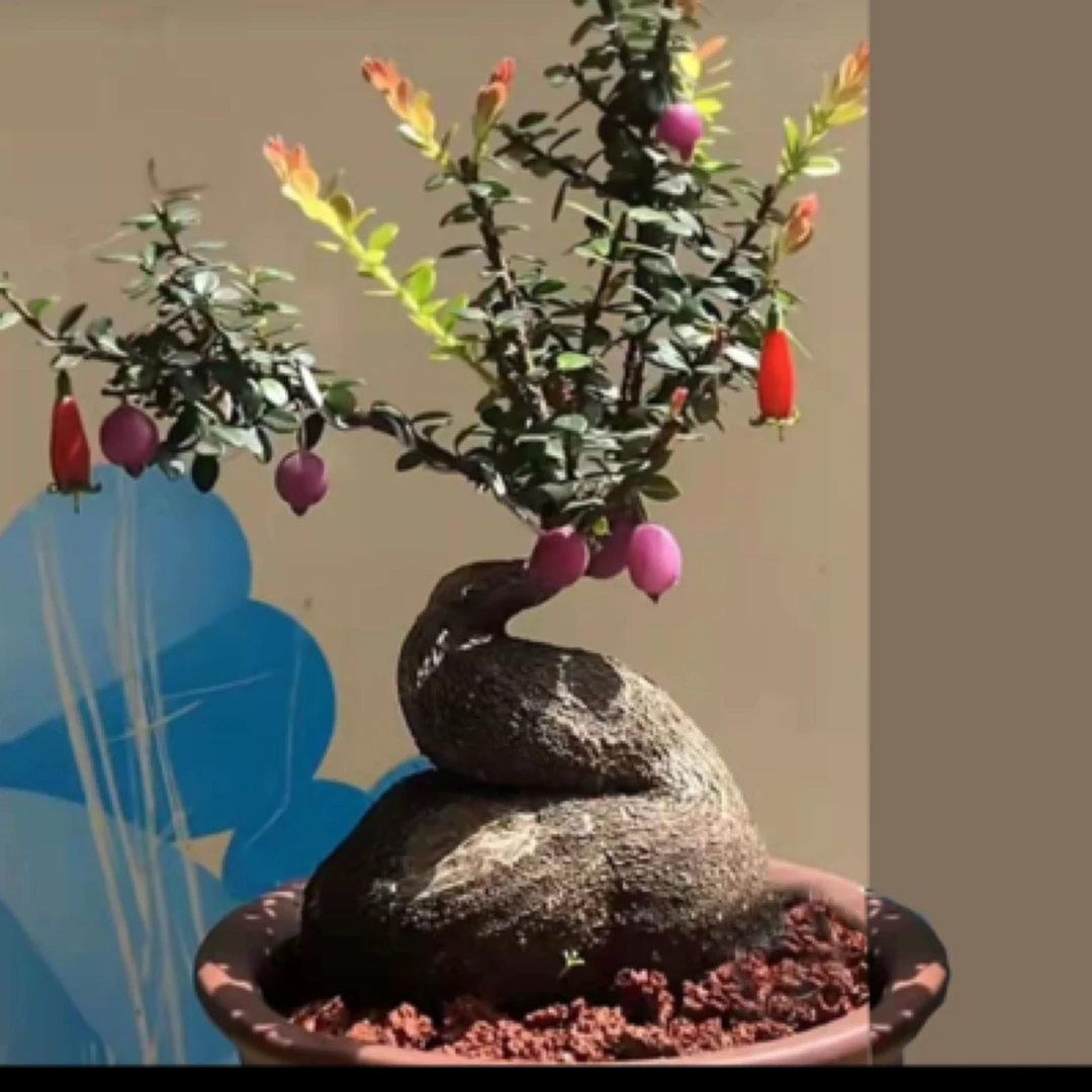 红花米叶五翅莓开花结果适合阳台室内种植（直播间一物一拍）