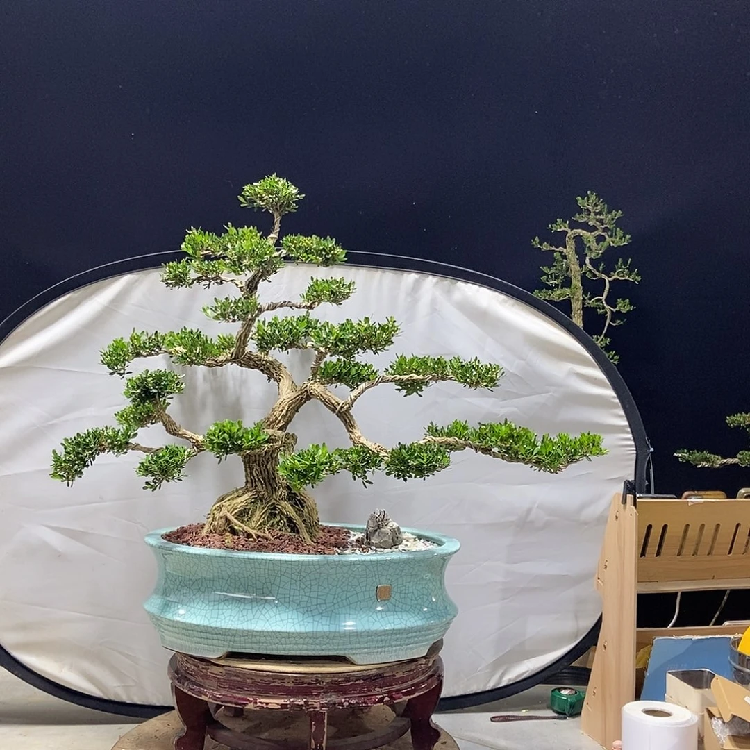 无花朵广东小叶黄杨