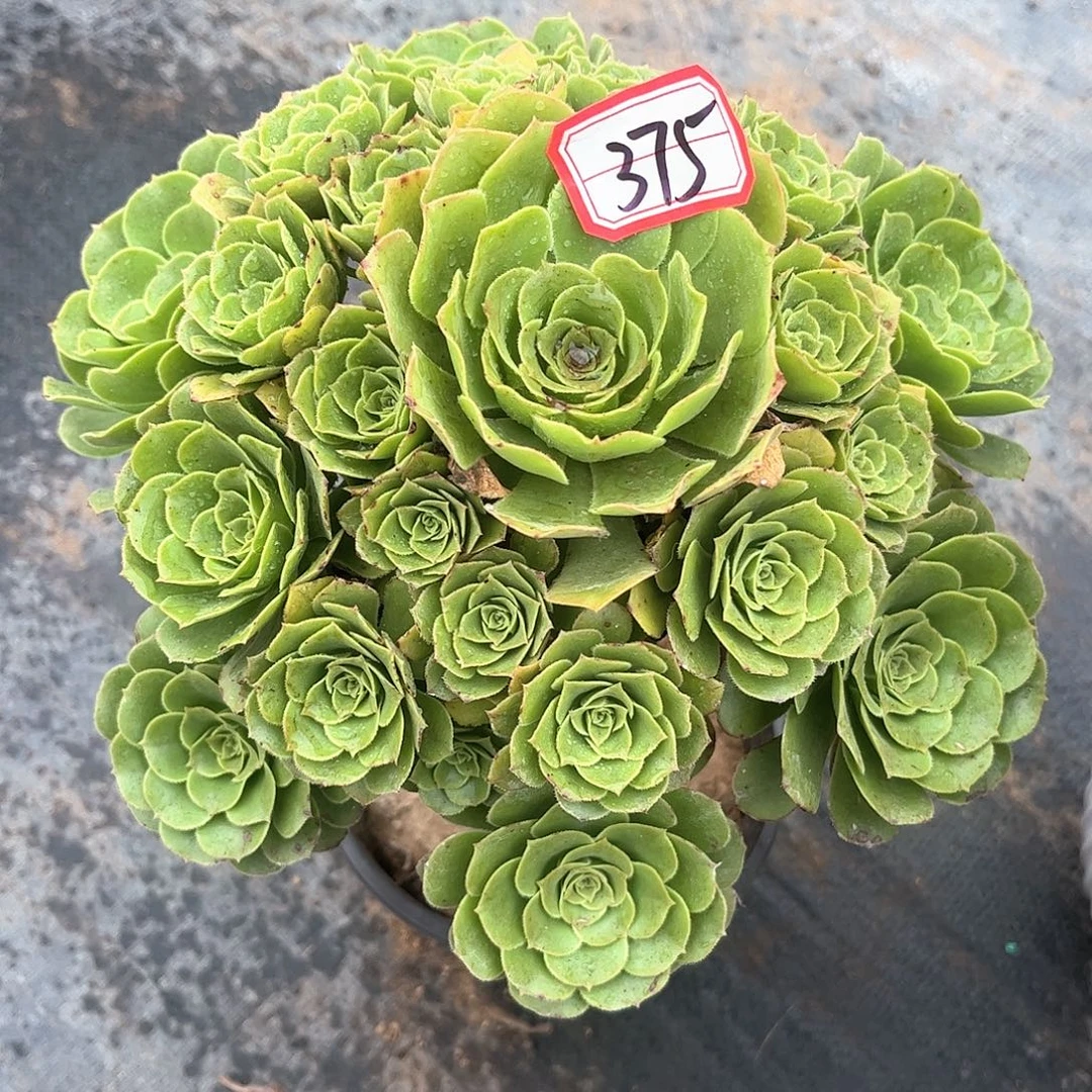 多肉植物375好多肉亩