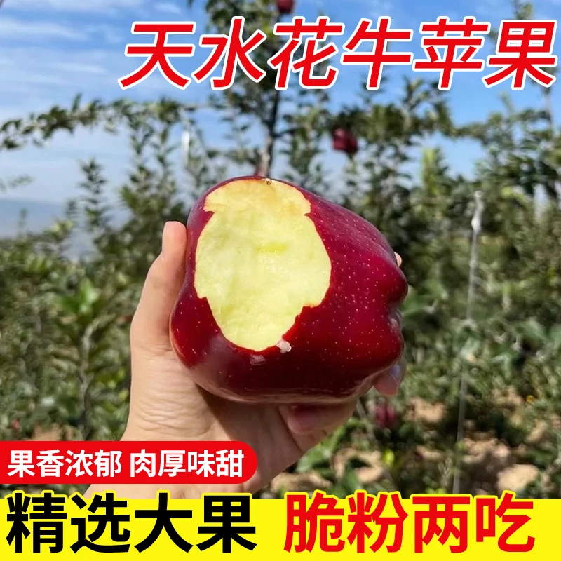 甘肃天水山地花牛苹果当季新鲜蛇果脆甜粉面